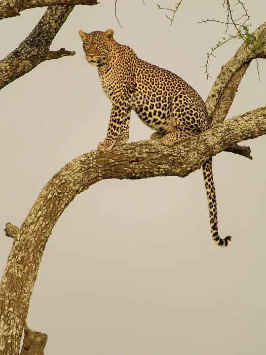 Framed Print : African leopard in tree, Serengeti National Park, Tanzania, Africa Framed Print : African leopard in tree, Serengeti National Park, Tanzania, Africa