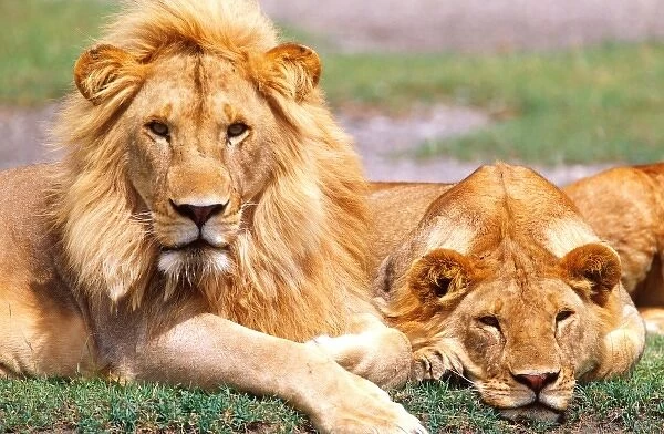 African Lion Pair