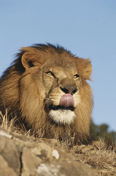 African Lion (Panthera Leo), African savannah, Captive