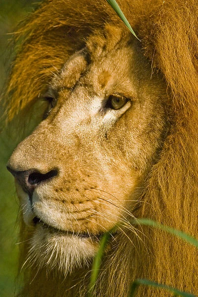 African lion, Panthera leo, the worlds largest cat is known as the king of beasts