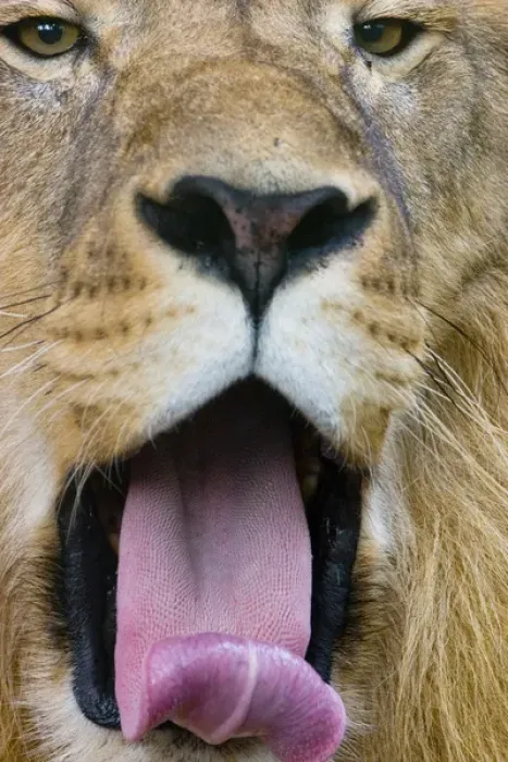 Framed Print : African lion, Panthera leo, the worlds largest cat is known as the king of beasts