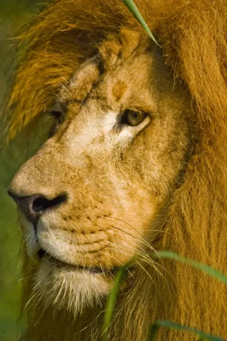 Framed Print : African lion, Panthera leo, the worlds largest cat is known as the king of beasts
