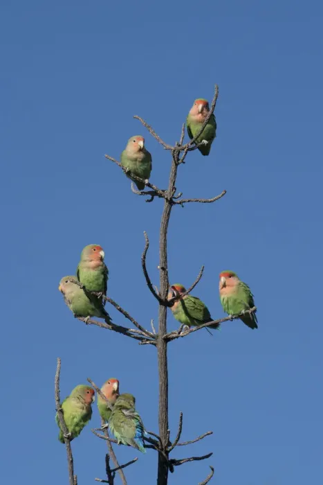 Framed Print : African Lovebirds, Agapornis Rosecolis, socialize while perched in a tree, Keetmanshoop Framed Print : African Lovebirds, Agapornis Rosecolis, socialize while perched in a tree, Keetmanshoop
