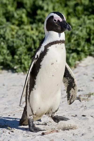 African Penguin, formerly known as Jackass Penguin at Boulders beach near Cape Town, South Africa