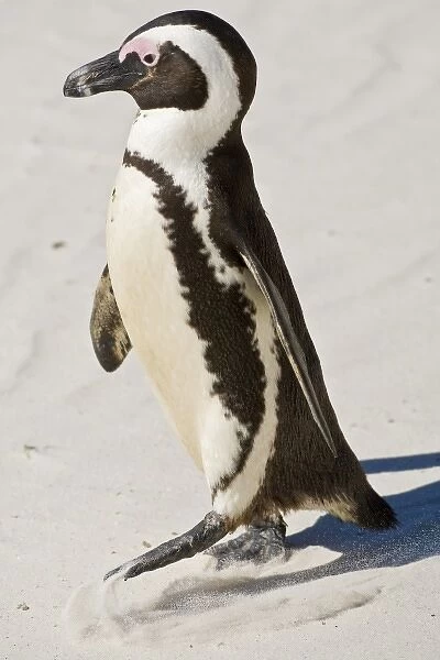 African Penguin, formerly known as Jackass Penguin at Boulders beach near Cape Town, South Africa