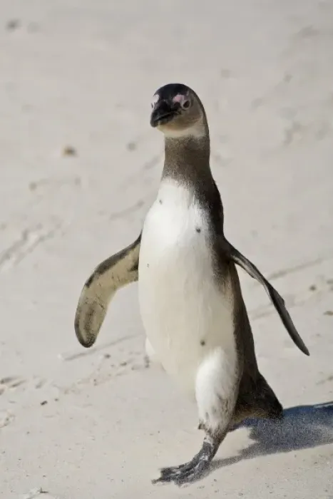 Framed Print : African Penguin, formerly known as Jackass Penguin at Boulders beach near Cape Town, South Africa Framed Print : African Penguin, formerly known as Jackass Penguin at Boulders beach near Cape Town, South Africa