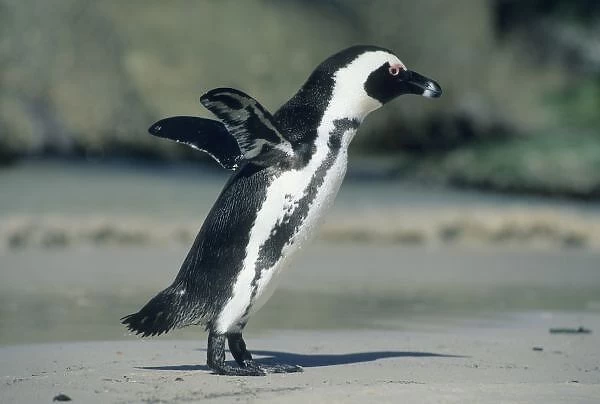 African Penguin, (Spheniscus demersus), coming ashore, Cape Peninsula, South Africa