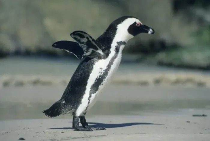 Framed Print : African Penguin, (Spheniscus demersus), coming ashore, Cape Peninsula, South Africa Framed Print : African Penguin, (Spheniscus demersus), coming ashore, Cape Peninsula, South Africa