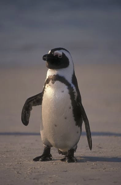 African Penguin (Spheniscus demersus) or Jackass Penguin near Capetown, South Africa