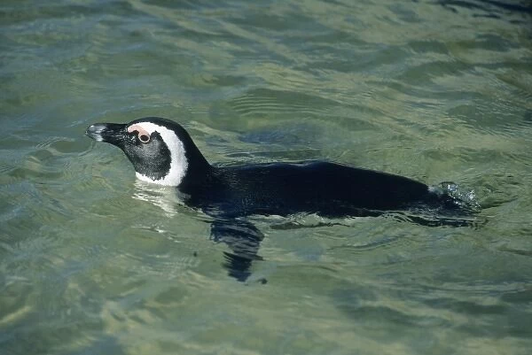 African Penguin (Spheniscus demersus), swimming, Cape Peninsula, s Africa
