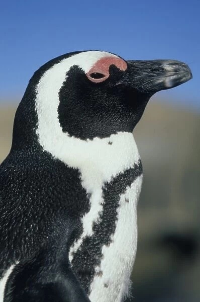 African Penguin, (Spheniscus demersus), wild, Cape Peninsula, South Africa