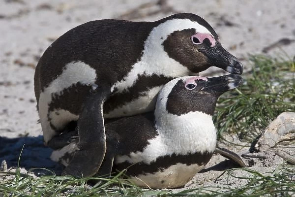 African Penguins, formerly known as Jackass Penguins, mating at Boulders beach near Cape Town