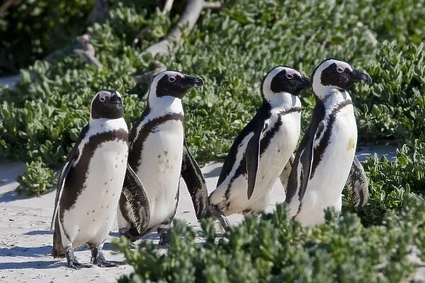 African Penguins, formerly known as Jackass Penguins, at Boulders beach near Cape Town