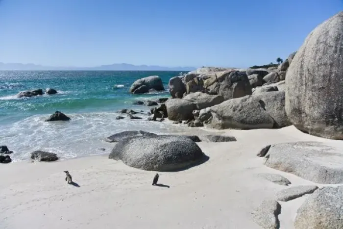 Framed Print : African Penguins, formerly known as Jackass Penguins, at Boulders beach near Cape Town Framed Print : African Penguins, formerly known as Jackass Penguins, at Boulders beach near Cape Town