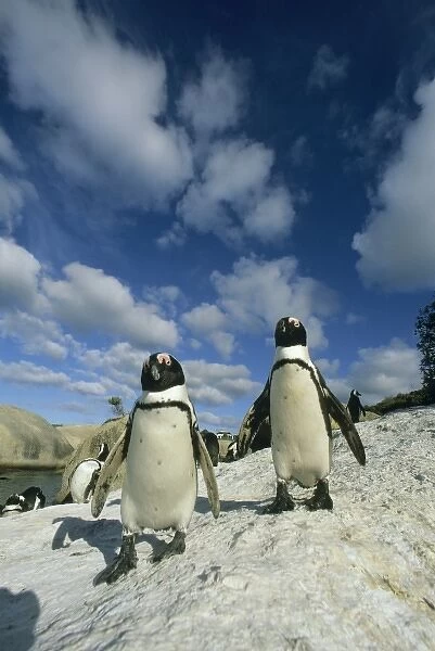 African Penguins, (Spheniscus demersus), colony, Cape Peninsula, South Africa