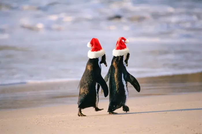 Framed Print : African Penguins (Spheniscus Demersus) walking hand in hand near Capetown, South Africa Framed Print : African Penguins (Spheniscus Demersus) walking hand in hand near Capetown, South Africa