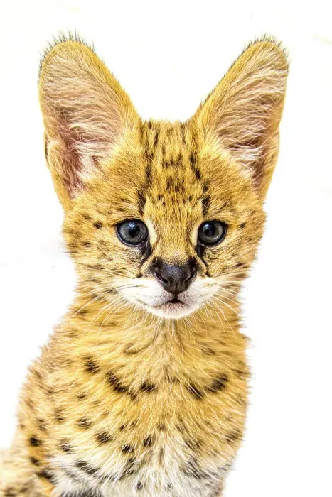 Framed Print : An African serval kitten poses for a close-up