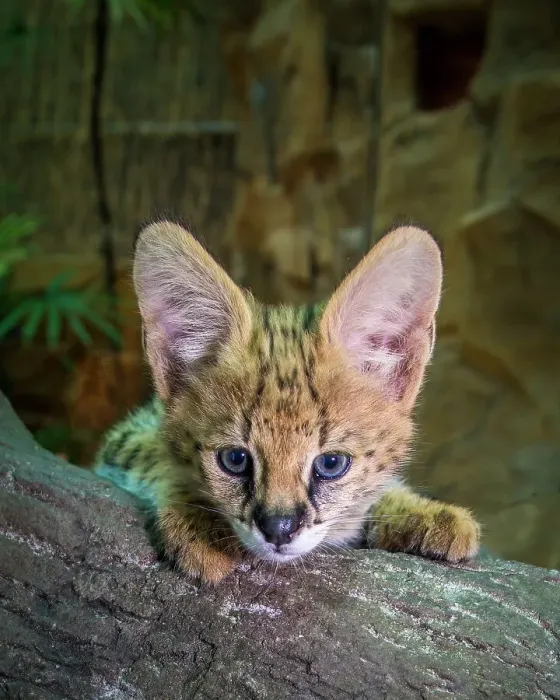 Framed Print : An African serval kitten poses for a close-up