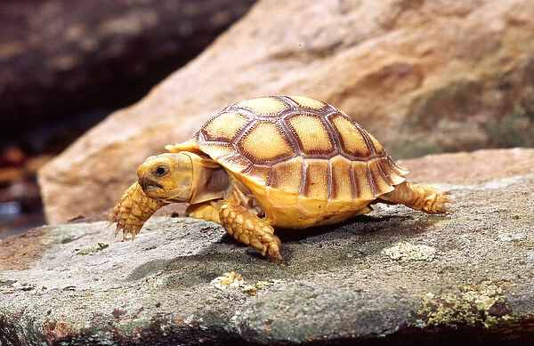African Spur-thighed Tortoise Geochelone sulcata Native to Africa