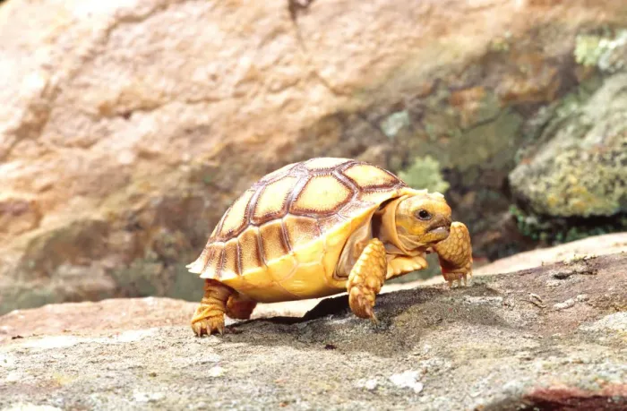 Framed Print : African Spur-thighed Tortoise Geochelone sulcata Native to Africa