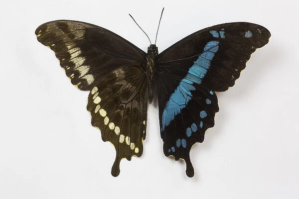 African Swallowtail Butterfly Papilio homimani from Africa showing the top and bottom