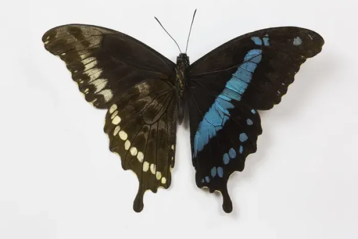 Framed Print : African Swallowtail Butterfly Papilio homimani from Africa showing the top and bottom