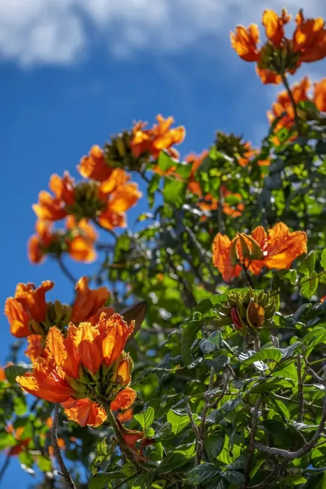Framed Print : African tulip tree
