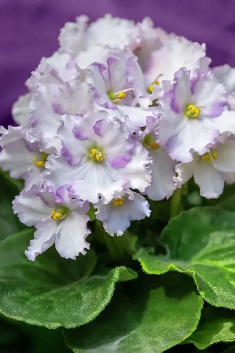 Framed Print : African violet