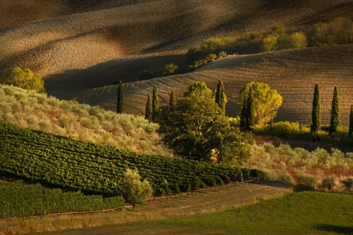 Framed Print : Afternoon light on vineyard and olive trees, Tuscany region of Italy