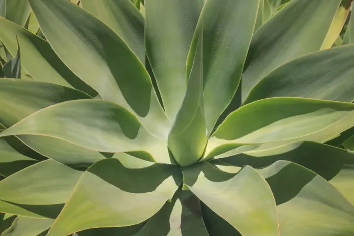 Framed Print : Agave Attenuata, native to Mexico, is often known as the lions tail, swans neck or foxtail Framed Print : Agave Attenuata, native to Mexico, is often known as the lions tail, swans neck or foxtail