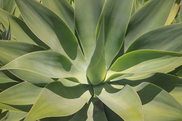 Agave Attenuata, native to Mexico, is often known as the lions tail, swans neck or foxtail