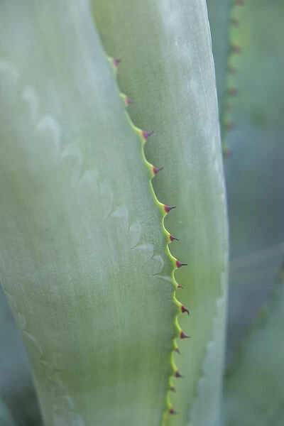 Agave cactus, Austin, Texas, USA