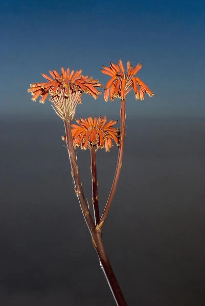 Agave flowers, Big Sur, California