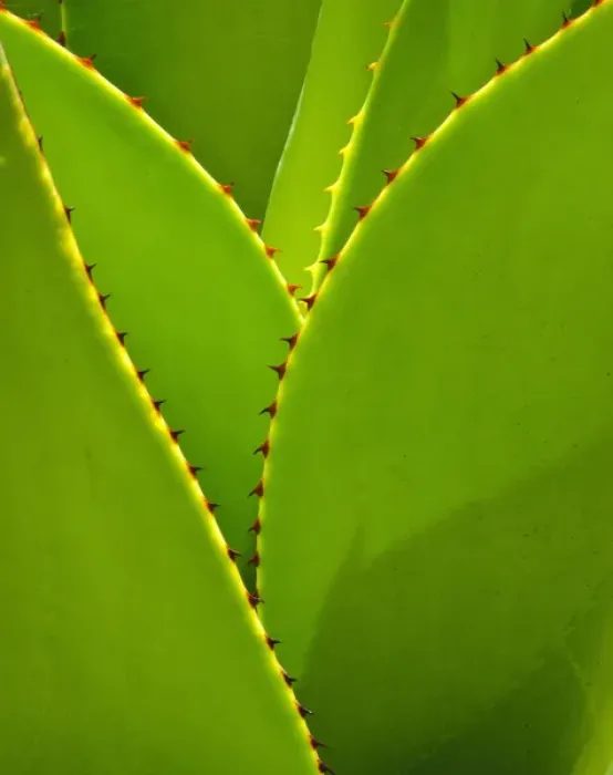 Framed Print : Agave Leaves, Succulent Garden, Kiahuna Plantation, Poipu, Kauai, Hawaii Framed Print : Agave Leaves, Succulent Garden, Kiahuna Plantation, Poipu, Kauai, Hawaii