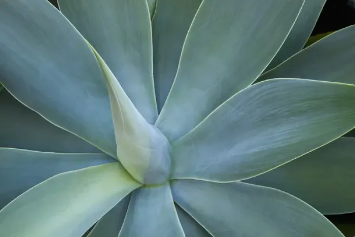 Framed Print : Agave plant design Island of Maui Hawaii Framed Print : Agave plant design Island of Maui Hawaii
