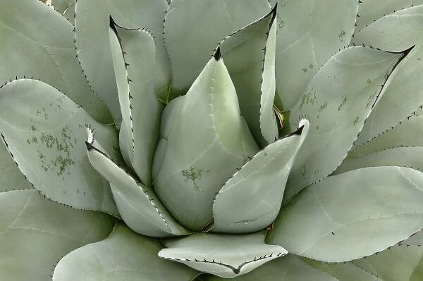 Agave plant pattern