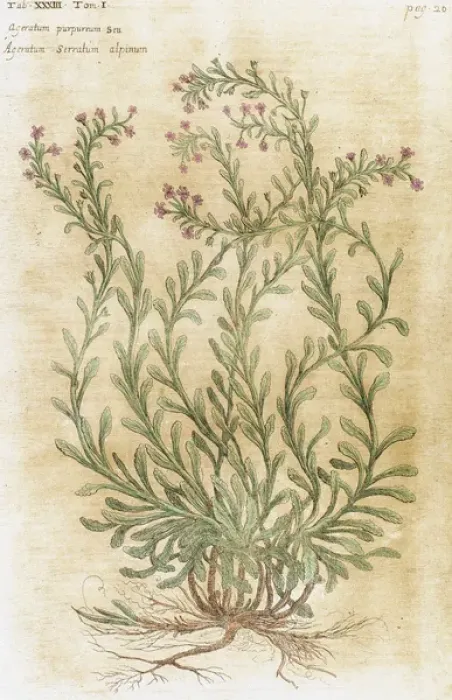 Framed Print : Ageratum. Seventeenth-century engraving in Bibliotheca Pharmaceutica-Medica by J