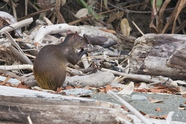 An Agouti (Dasyprocta punctata) eats a seed pod on a remote beach with in Corcovado National Park