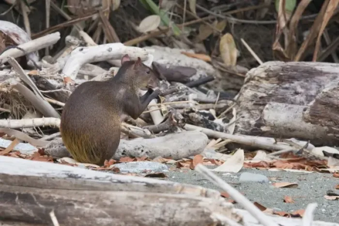 Framed Print : An Agouti (Dasyprocta punctata) eats a seed pod on a remote beach with in Corcovado National Park