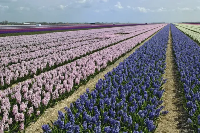Framed Print : Agricultural field of Hyacinth Flowers, Netherlands, Holland