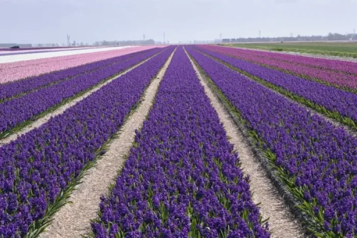 Framed Print : Agricultural field of Hyacinth Flowers, Netherlands, Holland Framed Print : Agricultural field of Hyacinth Flowers, Netherlands, Holland