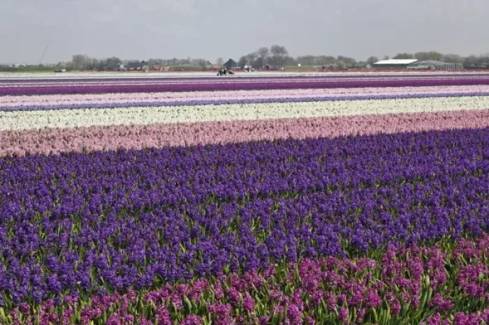 Framed Print : Agricultural field of Hyacinth Flowers, Netherlands, Holland Framed Print : Agricultural field of Hyacinth Flowers, Netherlands, Holland