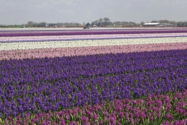 Agricultural field of Hyacinth Flowers, Netherlands, Holland