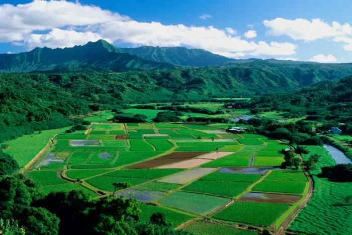 Framed Print : Agriculture in Hanalei Valley Kauai, Hawaii. hawaii, south pacific, island