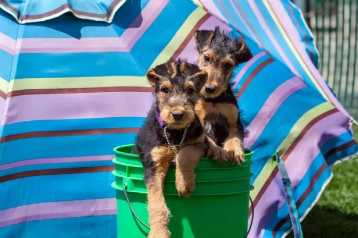Framed Print : Airedale puppies in a green bucket