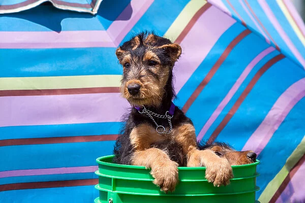 Airedale puppies in a green bucket
