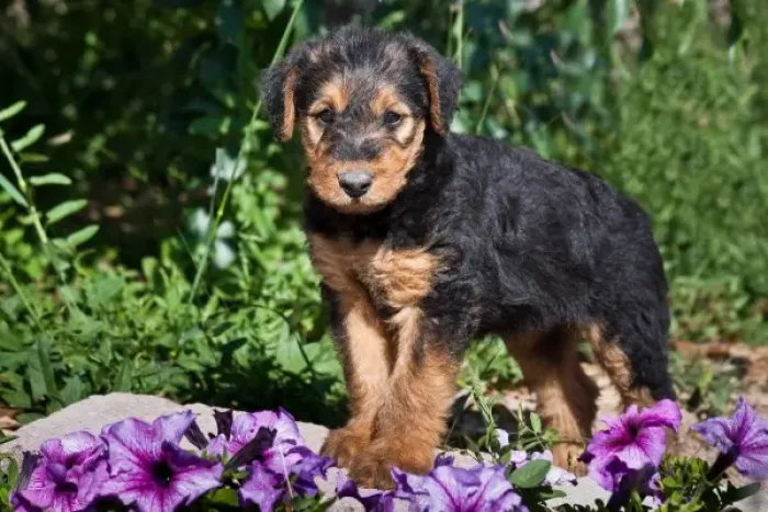 Framed Print : An Airedale puppy standing on a small rock with purple flowers around Framed Print : An Airedale puppy standing on a small rock with purple flowers around
