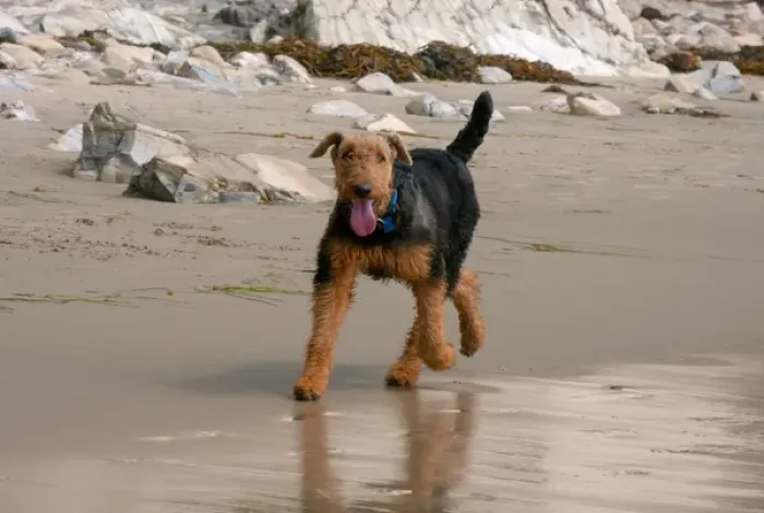 Framed Print : Airedale running on the beach Framed Print : Airedale running on the beach
