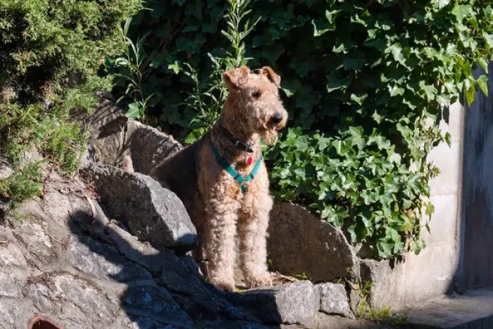 Framed Print : Airedale sitting on stone steps