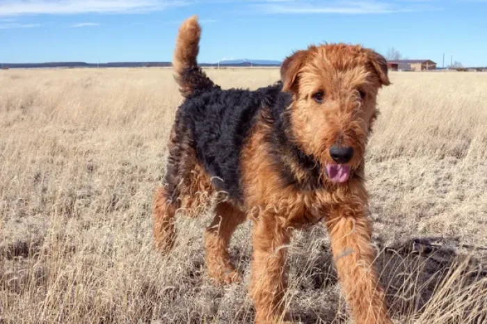 Framed Print : Airedale Terrier in a field of dried grasses Framed Print : Airedale Terrier in a field of dried grasses
